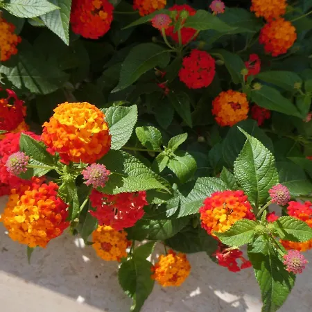 Appartement Villa More Pucisca