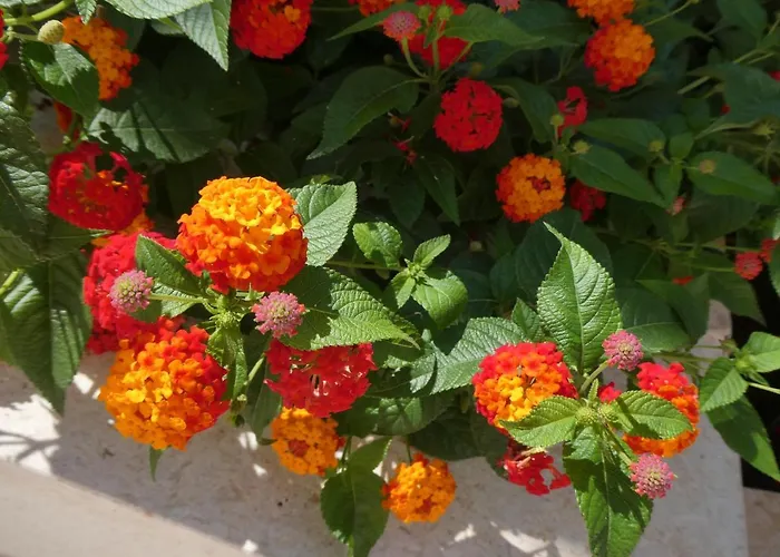 Appartamento Villa More Pucisca